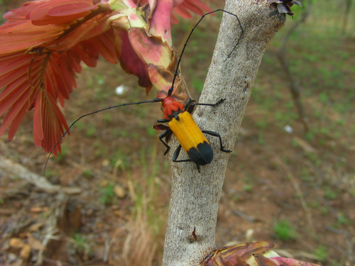 Purpuricenus laetus