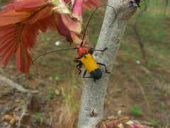 Purpuricenus laetus