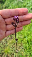 Verbena incompta