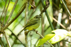 Myiopagis flavivertex