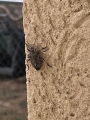 Brochymena