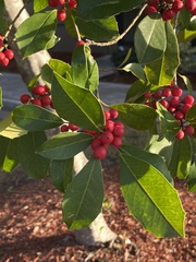 Ilex × attenuata