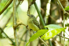 Myiopagis flavivertex