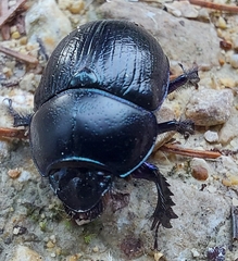 Anoplotrupes stercorosus