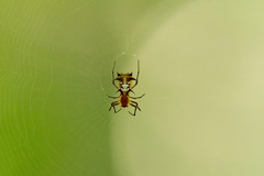 Micrathena necopinata