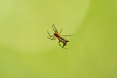 Micrathena necopinata