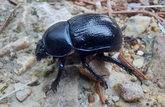 Anoplotrupes stercorosus