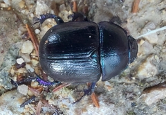 Anoplotrupes stercorosus