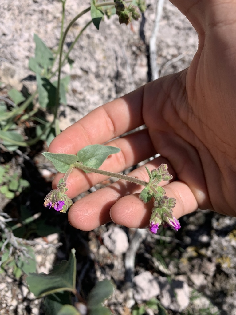 four o'clocks from Pioche, NV, US on August 13, 2022 at 0307 PM by