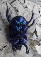 Anoplotrupes stercorosus