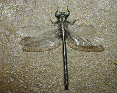 Phanogomphus borealis