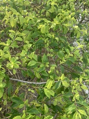 Malpighia emarginata