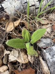 Salvia spathacea