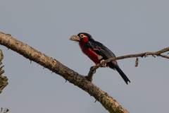 Lybius bidentatus