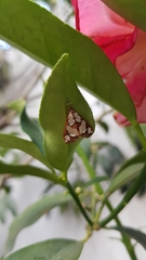 Pyraloidea