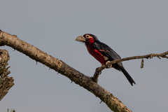 Lybius bidentatus