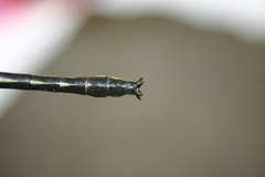 Phanogomphus borealis