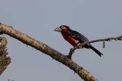 Lybius bidentatus