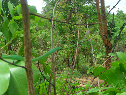 Green Water Snake
