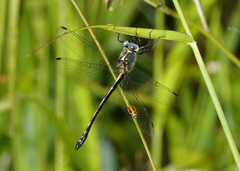 Micromidia convergens