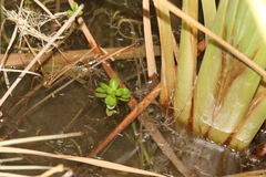 Plantaginaceae