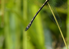 Micromidia convergens