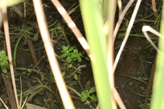 Plantaginaceae