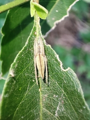 Larinia