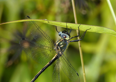 Micromidia convergens
