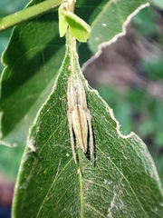 Larinia