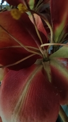 Couroupita guianensis