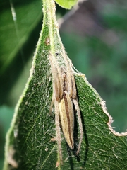 Larinia