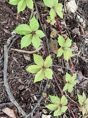 Parthenocissus quinquefolia