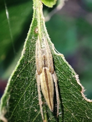 Larinia