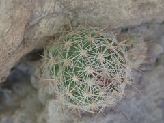 Escobaria tuberculosa