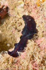 Pseudocerotidae