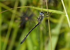 Micromidia convergens