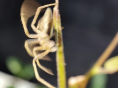 Larinia