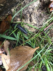 Ocypus olens