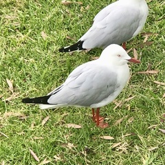 Chroicocephalus novaehollandiae novaehollandiae