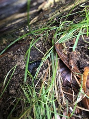 Ocypus olens