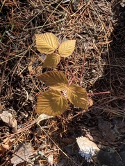 Rubus idaeus