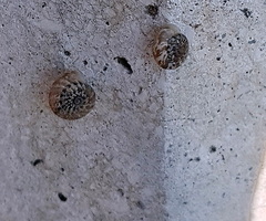 Xerotricha conspurcata