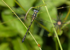 Micromidia convergens