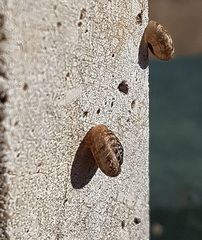 Xerotricha conspurcata