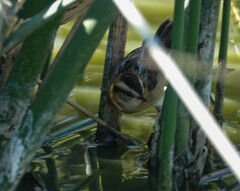 Phleocryptes melanops