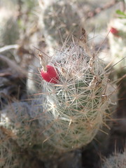 Escobaria tuberculosa