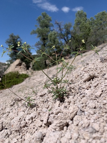 Eriogonum pharnaceoides var. cervinum