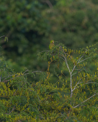 Eupsittula nana