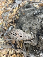 Callirhytis quercussuttoni